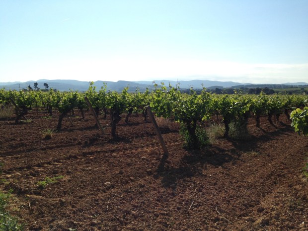 Visits to wineries · can bas domini vinícola · família torres. Top Winery Visit Near Barcelona Giro Del Gorner Wine Dine Go